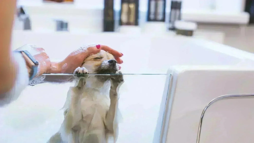 Understanding Dog Dandruff: How to Keep Your Dog's Coat Flake-Free - Kika USA SuperiorCare.Pet