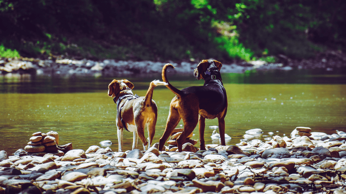 Understanding Dog Tail Movement Meaning: What Your Dog's Tail Is Telling You - Kika USA SuperiorCare.Pet