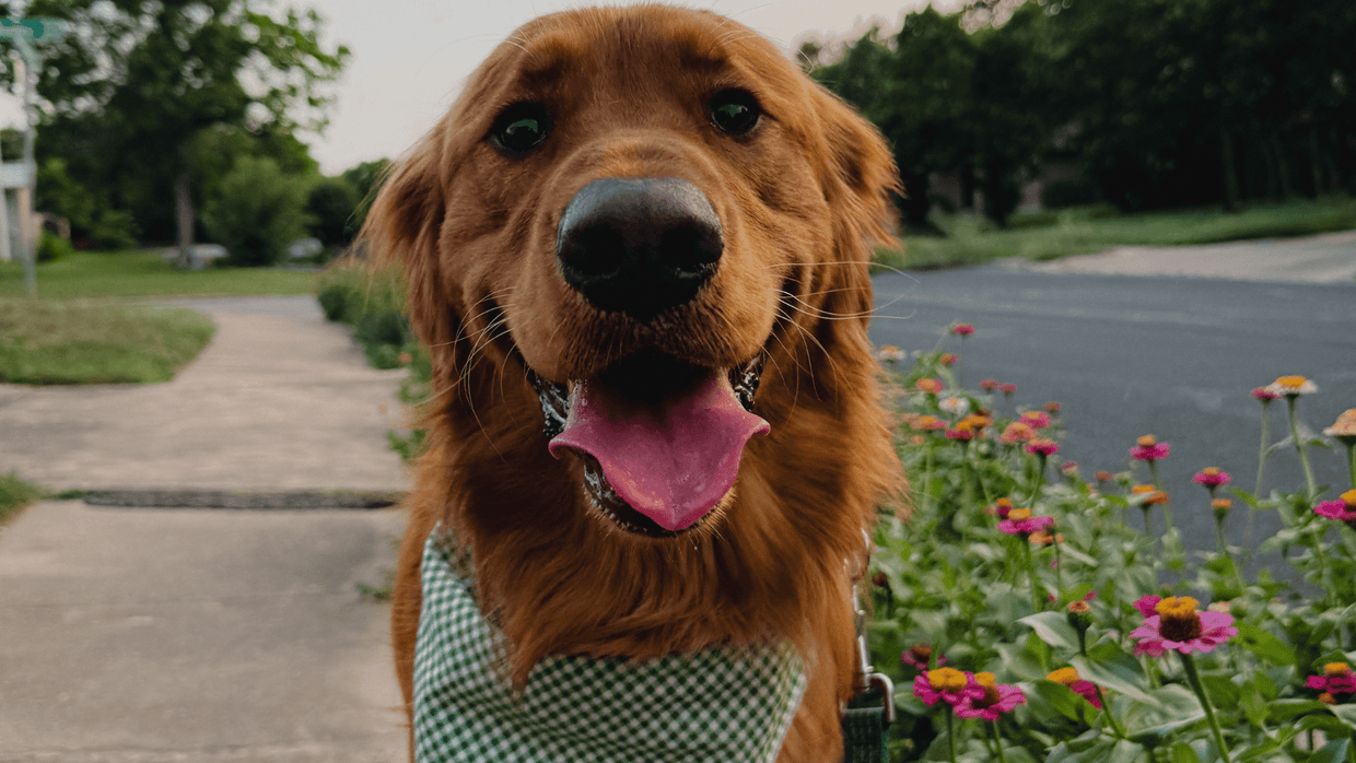 Understanding the Double Coat in Dogs: What It Means for Your Pet