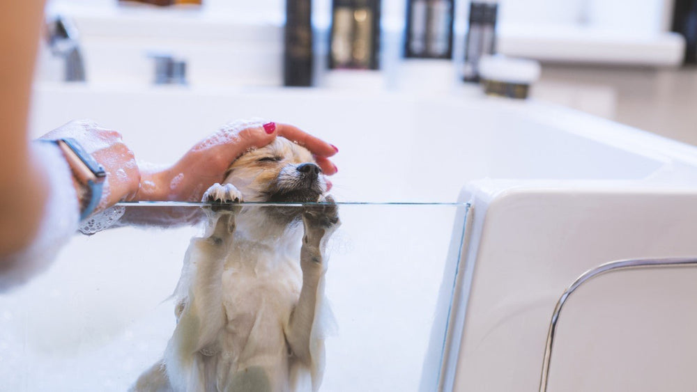Unveiling the Truth: Chemical Ingredients in Skin and Coat Care Products for Dogs - Kika USA