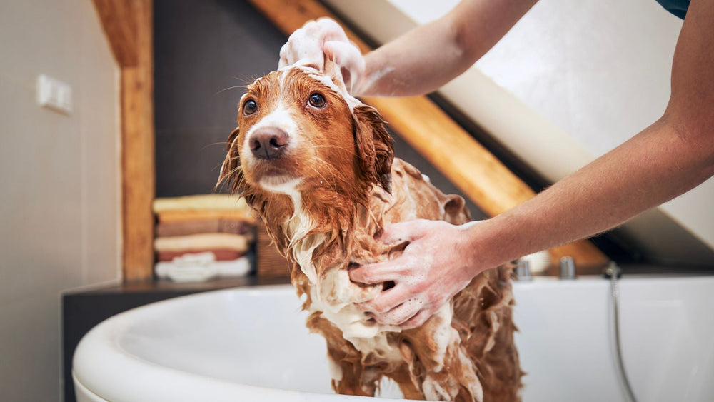 Unveiling the Ultimate Care: Tauro Pro Line's 3-Step Pet Bathing System - Kika USA