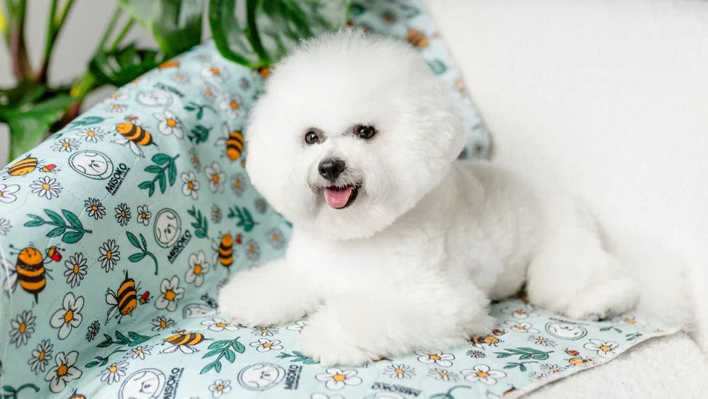 Washable Pee Pads: The Eco-Friendly Solution for Pet Owners - Kika USA SuperiorCare.Pet