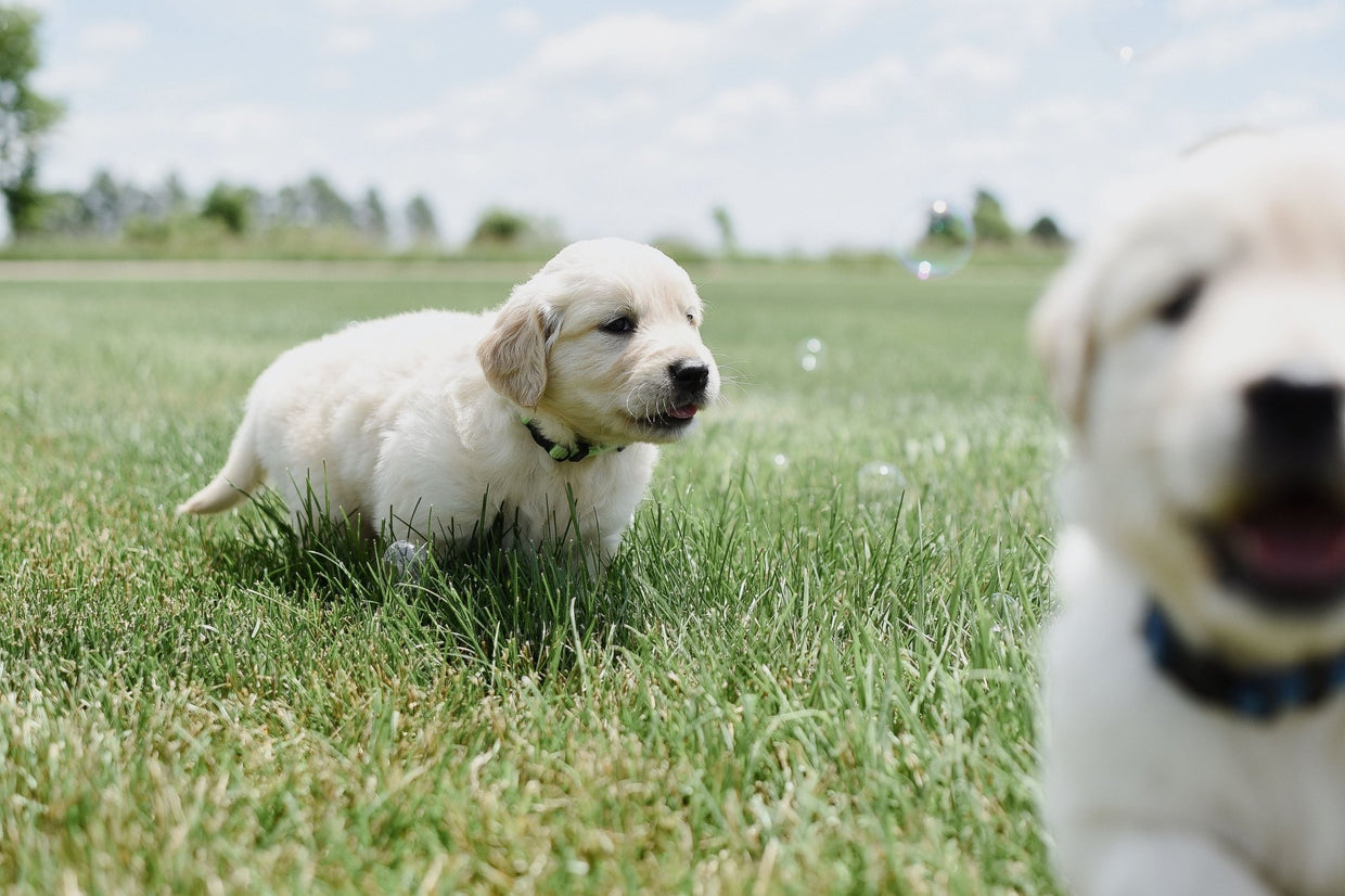 What Happens If Your Puppy Misses a Vaccine Shot?