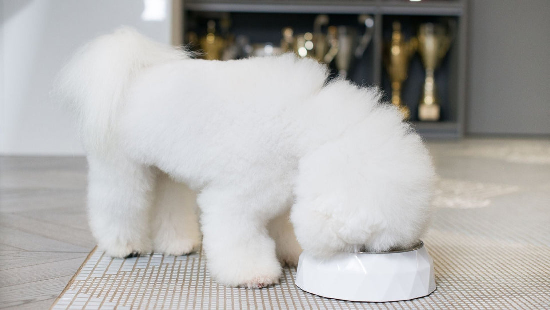 What to Do If the Dog Swallows Small Food Kibbles Without Chewing? - Kika USA