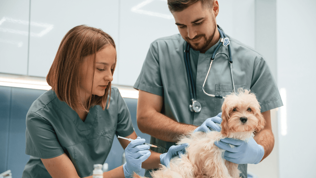 What to Expect During Vet Visits for Puppies - Kika USA SuperiorCare.Pet