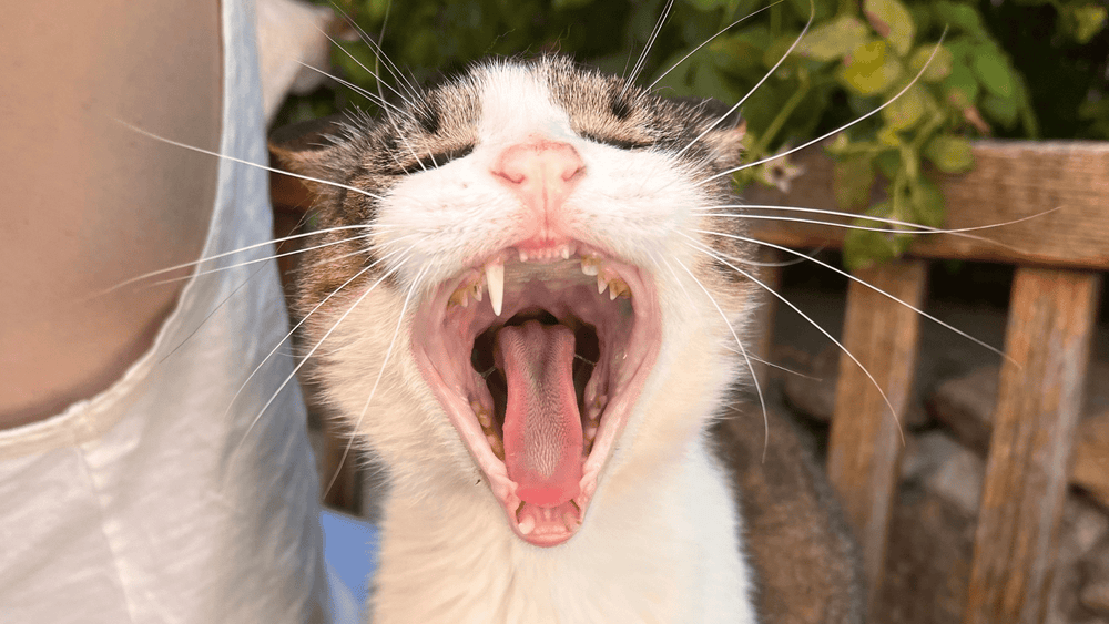 Why Does My Cat Have Bad Breath? Causes and What to Do - Kika USA SuperiorCare.Pet