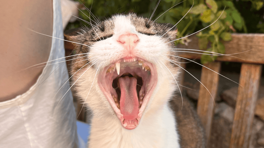 Why Does My Cat Have Bad Breath? Causes and What to Do - Kika USA SuperiorCare.Pet