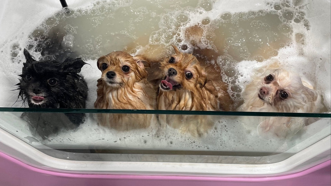 Why is it important to choose an innovative bath for grooming? - Kika USA SuperiorCare.Pet