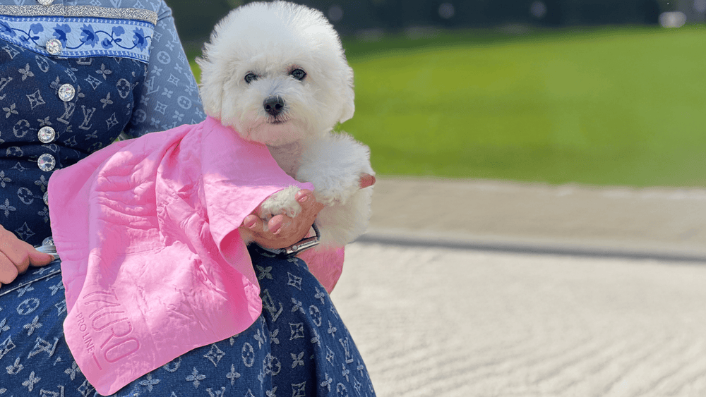 Why You Should Never Shave Your Pet in Summer - And What to Do Instead - Kika USA