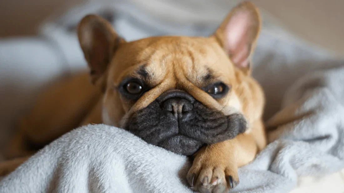 Why Your Pet’s Wellness Routine Should Be as Important as Yours