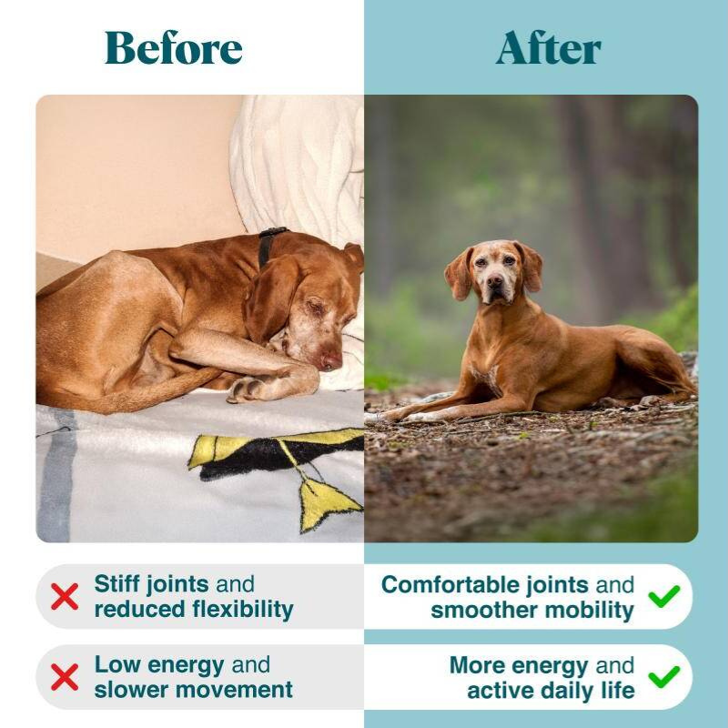 Healthy Aging – Senior Pet Supplement for Bone Strength, Neuromuscular Balance & Detox Support