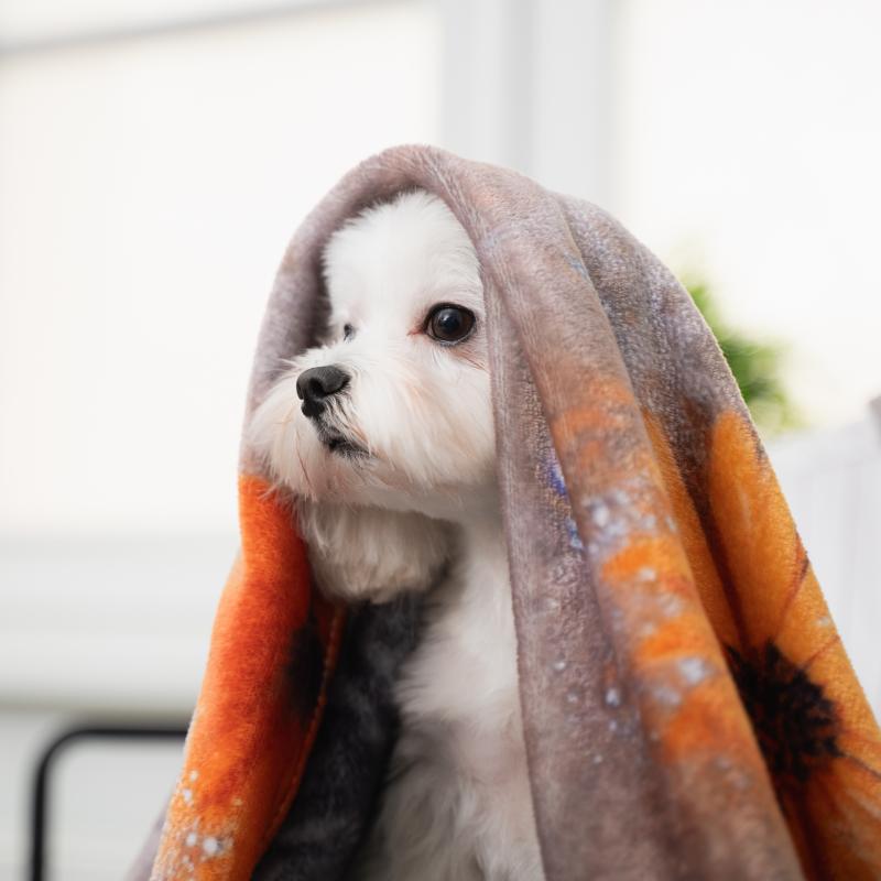 Australian Shepherd Snuggle Blanket