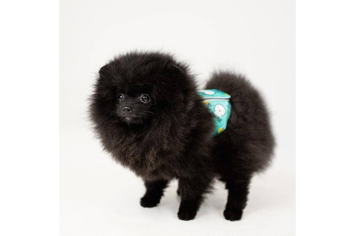 Premium Reusable Female Dog Diapers – 3 Pack, Odor Control & Leakproof