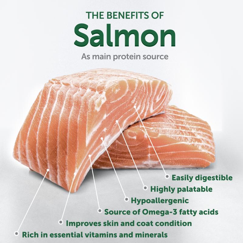 All Life Stages Dogs Food for Red Coat Small & Mini Breeds with Salmon