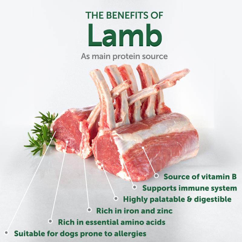 All Life Stages Dog Food for Red Coat Small & Mini Breeds with Lamb