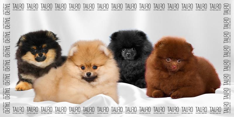 Premium Quick-Dry Microfiber Pet Towel