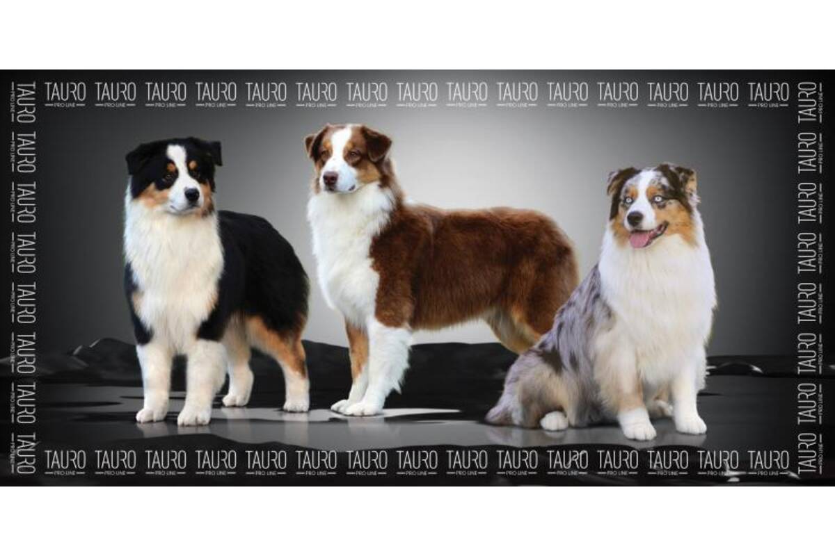 Premium Quick-Dry Microfiber Pet Towel