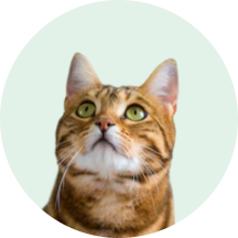 For cats