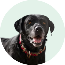 For dark-coated dogs