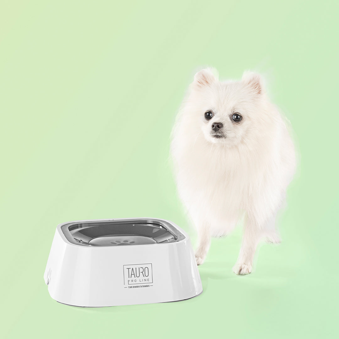 Anti-Splash Slow Drinking Pet Water Bowl