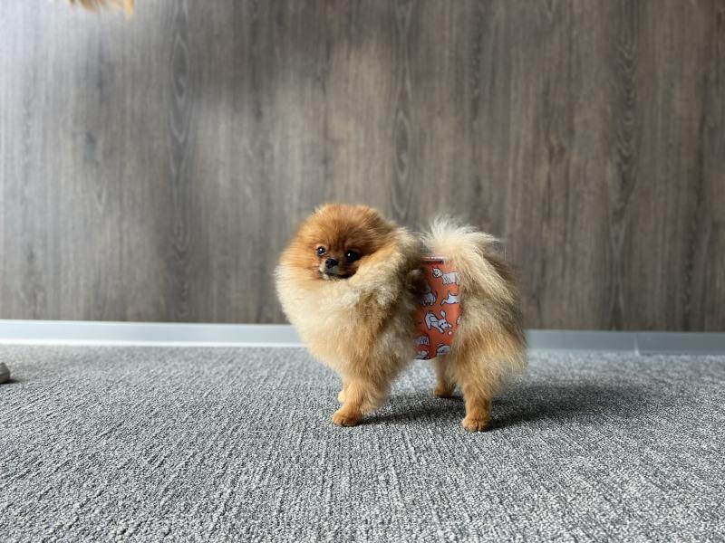 Ultra Absorbent Female Dog Diapers – Reusable & Leakproof