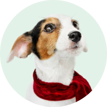 For red-coated dogs