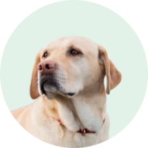 For sensitive pets