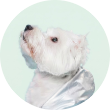 For white-coated dogs